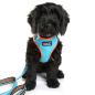 Preview: DOOG Neoflex Harness BEETHOVEN Gr. M Preview: DOOG Neoflex Harness BEETHOVEN Gr. M